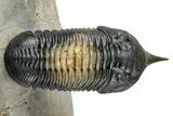 Morocconites Trilobite Fossil - Multi-Toned Shell Coloration #339442-1